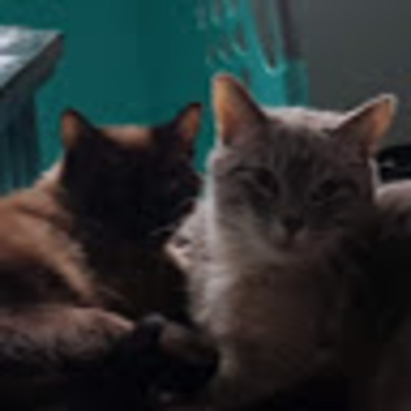 Meet your Posher, Cinnamon - Picture 1 of 1